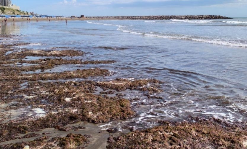 Algas rojas en la costa: ¿por qué aparecen y qué precauciones hay que tomar?