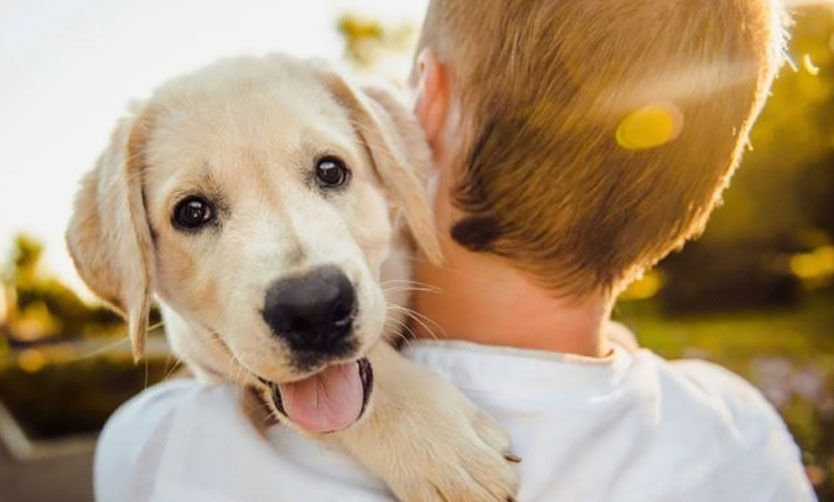 Lanzan recomendaciones para una tenencia responsable de animales