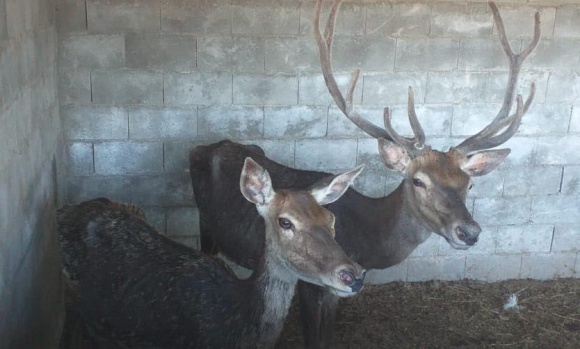 Rescatan animales que eran maltratados en una granja de rehabilitación