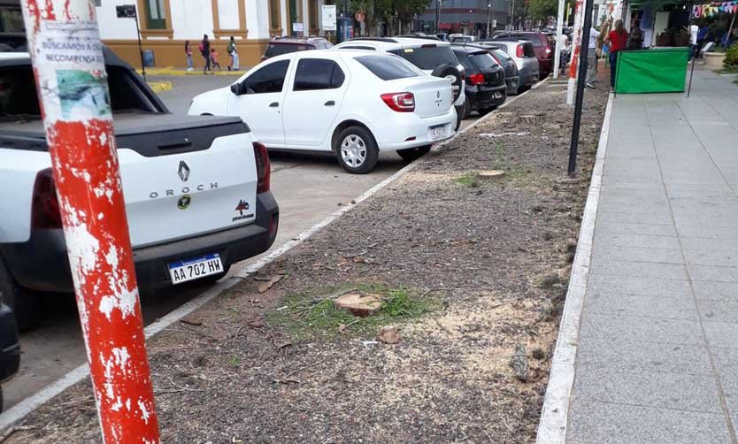 El Municipio explicó por qué se talaron varios árboles de la Plaza 12 de Octubre