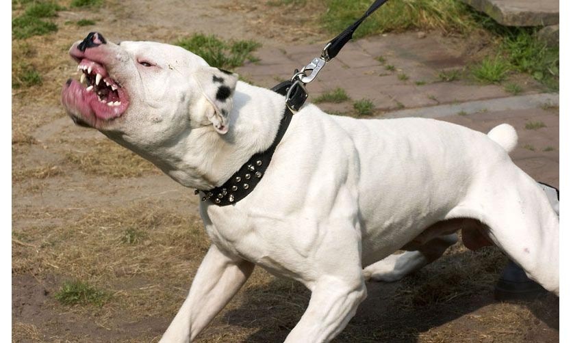 Dogo atacó a sus dueños y los hirió de gravedad