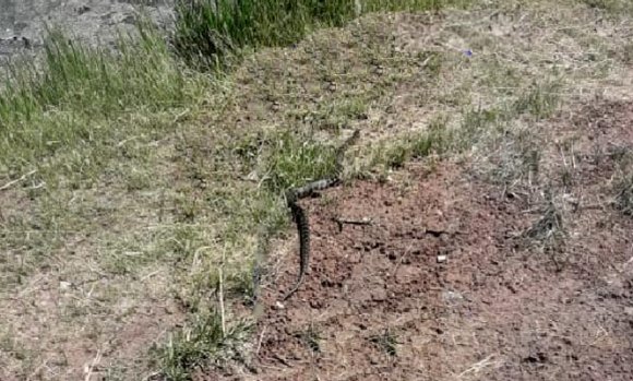 Siguen apareciendo víboras en un barrio y los vecinos están en alerta