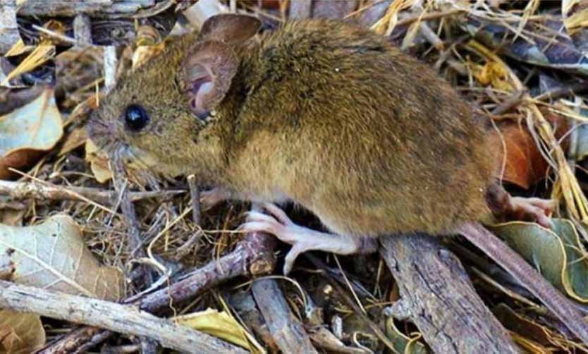 Analizan posible caso positivo de hantavirus contraído por un joven en Pilar